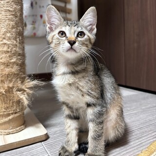 三毛猫仔猫（プロフ必読） 三毛猫仔猫（プロフ必読）様専用ページ - メルカリ