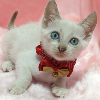 ブルーアイ！シャムMIX『アクアちゃん』２ヶ月