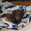 　ダックス子犬のまる君