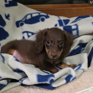 　ダックス子犬のまる君