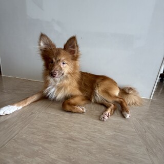 つぶらな瞳がチャームポイントのチャーくん