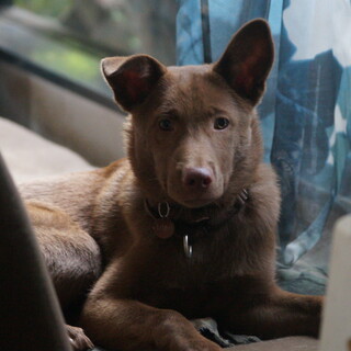 とっても穏やかで優しいチョコブラウンの男の子。