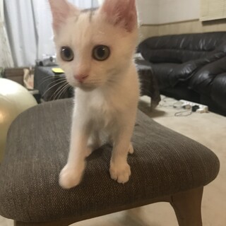 元気で無邪気おめめパッチりシロ猫君