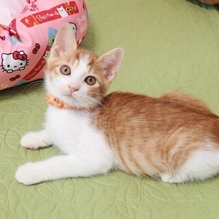 【8/24東銀座】わかまるくん★２ヵ月♪