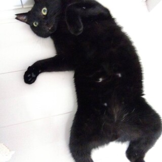 仲良し兄弟①クロミツ君