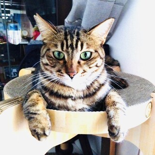 仲良し兄弟②モンブラン君