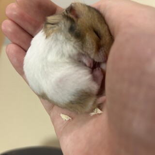 ゴールデンハムスター生後1ヶ月