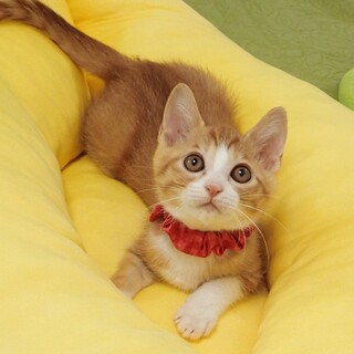 【8/24東銀座】ばらちゃん★２ヵ月♪