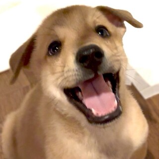 穏やかで優しい【ボコくん】