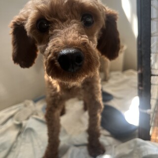 可愛いお顔のトイプードルの女の子