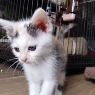 三毛白のマカロンちゃん里親さん募集一時停止