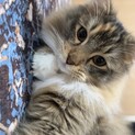 【里親募集】甘えん坊で人懐っこい2歳の猫ちゃん