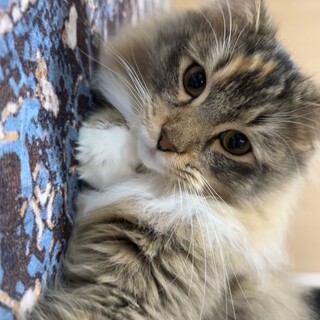 【里親募集】甘えん坊で人懐っこい2歳の猫ちゃん