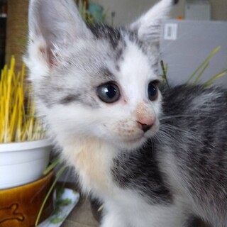 キジ三毛クッキー君里親さん募集一時停止