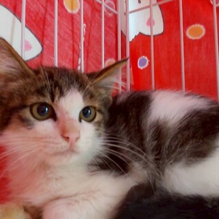 人馴れOK すずきくん　２か月