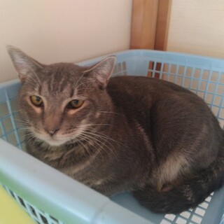 サバトラ猫のタタン君