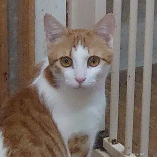 ちょっとしゃい　でも実は甘えん坊　ちゃーすけくん