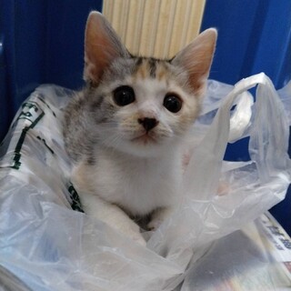 三毛白キャンディちゃん里親さん募集一時停止