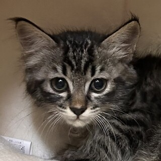 【東日本橋】パヤパヤ中毛♡タイロンくん