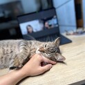 甘々な天使ぷくぷく