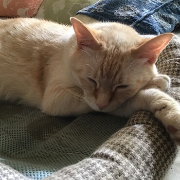 オヅノ、家だとこんなに安心して眠れるだろ。もうどこへも行くなよぉ〜〜