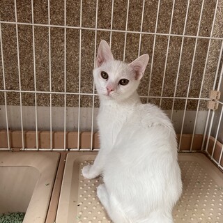 【８/24東日本橋】白馬の王子様♡ラブリーくん