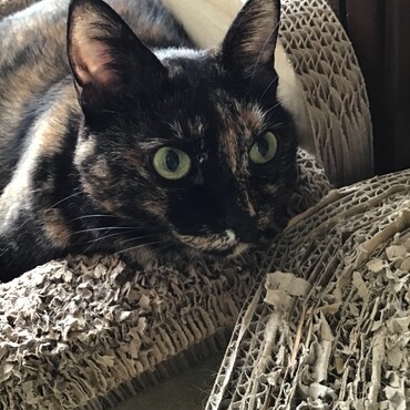 ジェイカンパパ、心配したでしょぅ。これで今日からゆっくり眠れるわね