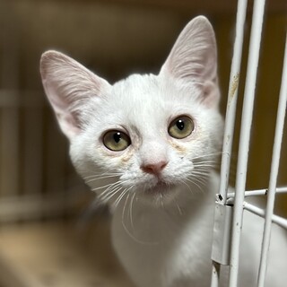 【12/7東日本橋】元祖肩のり猫♡ユーリくん