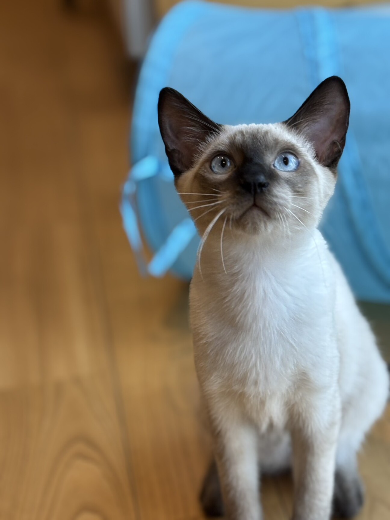 一時募集停止)シャム柄」群馬県 - 猫の里親募集(523873) :: ペット