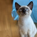 (一時募集停止)シャム柄の男の子と黒猫の女の子