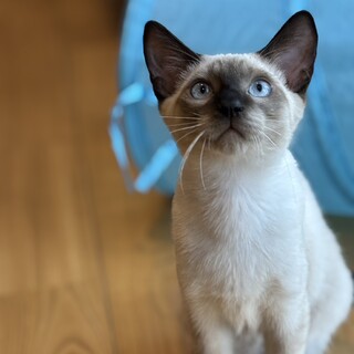 (一時募集停止)シャム柄の男の子と黒猫の女の子