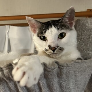 陽気なあらし君