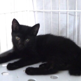 人も猫も遊ぶのも食べるのもだいすきなおーちゃん