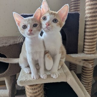 ✳️母と茶トラ、茶白3きょうだい