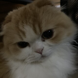 スコティッシュフォールド男の子