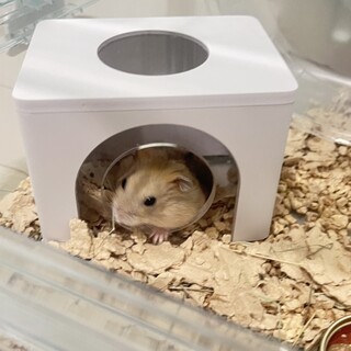 元気なジャンガリアンハムスター