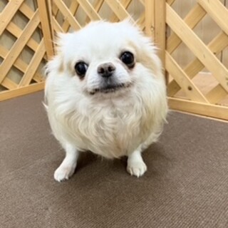 チワワの男の子