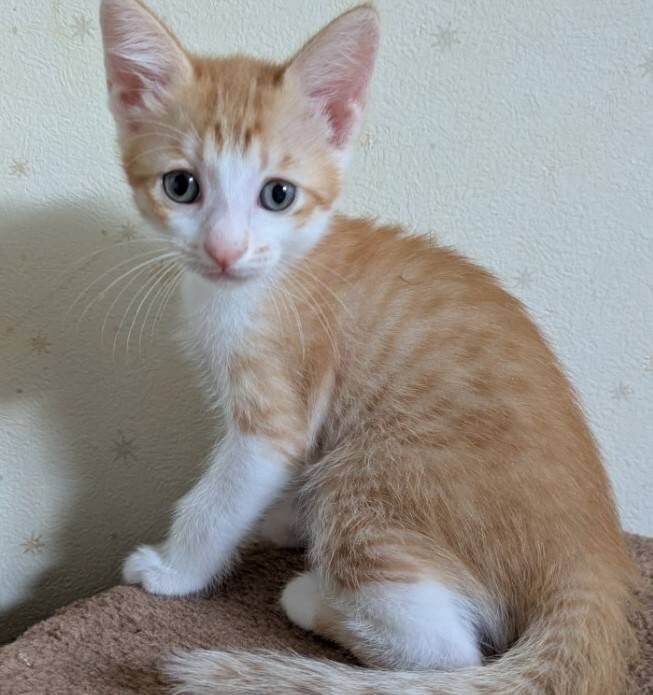 ふんばり親子猫 茶トラ ✳️母と茶トラ、茶白3き」奈良県 - 猫の里親募集(523875) 5