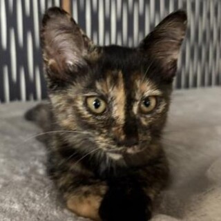 甘えん坊で元気いっぱいさび猫女の子3ヶ月