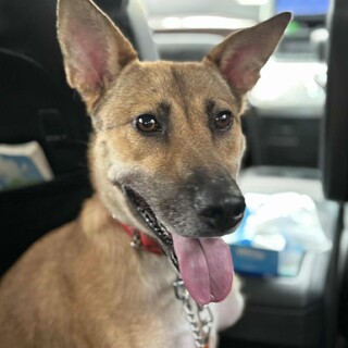 元野犬ミクちゃん（左前脚欠損）、家庭犬のお勉強中♪