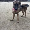 トレーナーの手がける保護犬「ラブグッドくん」 サムネイル2