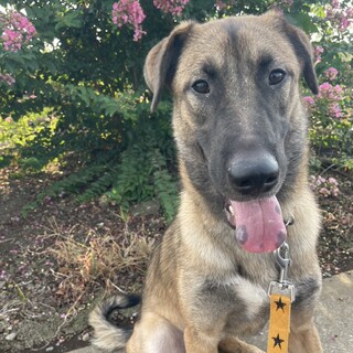 トレーナーの手がける保護犬「ラブグッドくん」