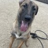 トレーナーの手がける保護犬「ラブグッドくん」 サムネイル4