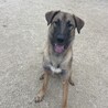 トレーナーの手がける保護犬「ラブグッドくん」 サムネイル6