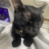 黒猫りん