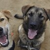 トレーナーの手がける保護犬「ラブグッドくん」 サムネイル7