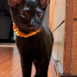 【お話中】元気いっぱいキュートなお顔のイエローくん