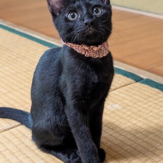 ツヤツヤ毛並みの美少女ピンクちゃん