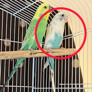 セキセイインコのメス２歳