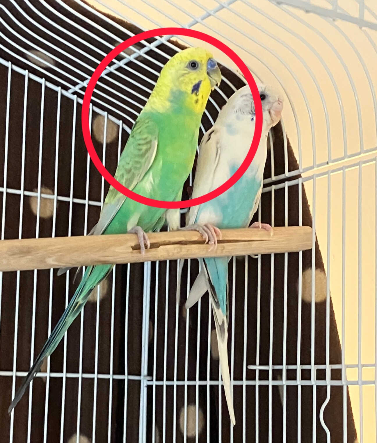 リクエストNO.2566セキセイインコ3点セット 2025年最新】セキセイインコ+ぬいぐるみの リクエストNO.2553☆セキセイインコ☆3点セット